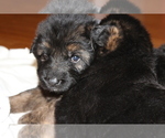 Small Photo #17 German Shepherd Dog Puppy For Sale in TACOMA, WA, USA