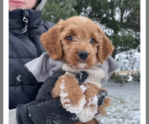 Goldendoodle (Miniature) Puppy for sale in FREDERICKSBG, OH, USA