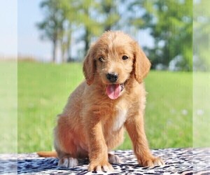 Labradoodle-Poodle (Standard) Mix Puppy for sale in BINO, PA, USA