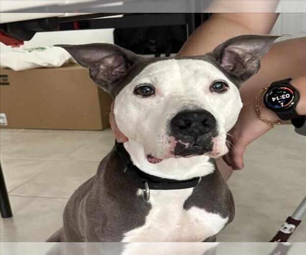 Medium Photo #1 American Pit Bull Terrier-Unknown Mix Puppy For Sale in Las Vegas, NV, USA