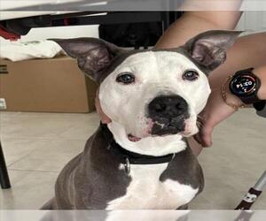 American Pit Bull Terrier-Unknown Mix Dogs for adoption in Las Vegas, NV, USA