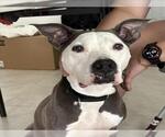 Small American Pit Bull Terrier Mix