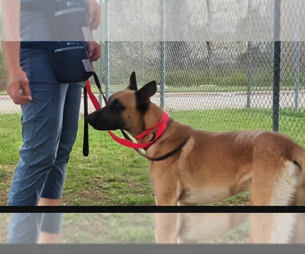 Medium Photo #2 Mutt Puppy For Sale in Imlay City, MI, USA