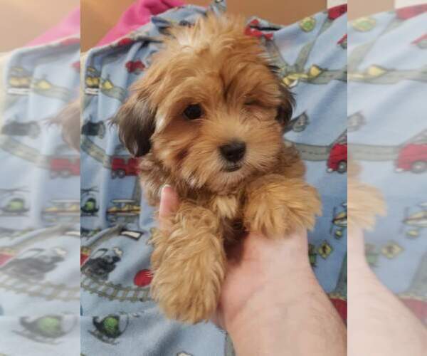 Medium Photo #1 Shorkie Tzu Puppy For Sale in KENDALL, WI, USA