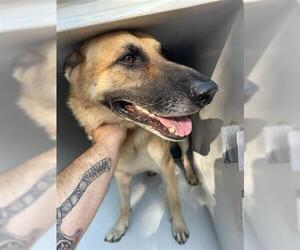 German Shepherd Dog Dogs for adoption in Houston, TX, USA