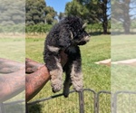 Small Photo #30 Bernedoodle-Golden Mountain Dog Mix Puppy For Sale in DAVIS, CA, USA
