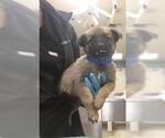 Small Mutt
