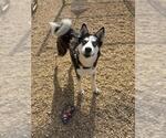 Small #1 Siberian Husky