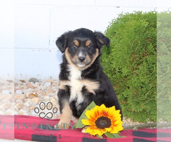 Medium Photo #1 Miniature Australian Shepherd Puppy For Sale in OXFORD, PA, USA