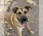 Small #3 German Shepherd Dog-Great Pyrenees Mix