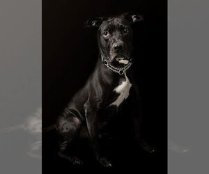 Labrador Retriever-Unknown Mix Dogs for adoption in Vaughan, Ontario, Canada