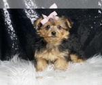 Small #5 Yorkshire Terrier