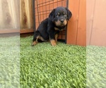 Small #3 Rottweiler