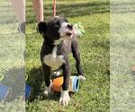 Small Labrador Retriever Mix