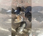 Small #2 Pembroke Welsh Corgi