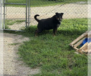 Lucky - Male Australian Shepherd-Rottweiler Mix Dog for Adoption - Photo #6