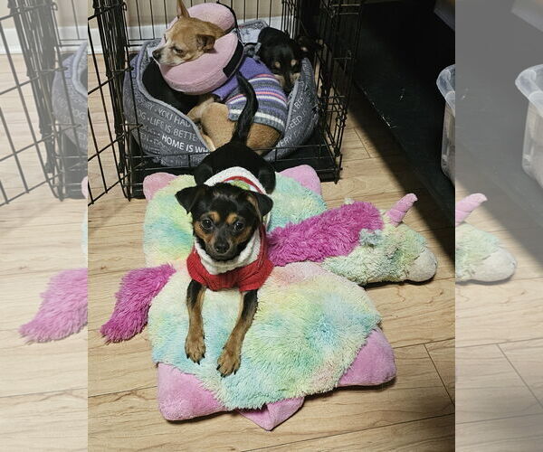 Medium Photo #3 Chipin Puppy For Sale in Jackson, NJ, USA