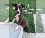 Small #1 American Pit Bull Terrier Mix