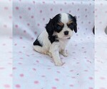 Small Photo #1 Cavalier King Charles Spaniel Puppy For Sale in DUNNVILLE, KY, USA