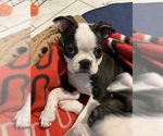 Small #2 Boston Terrier