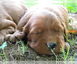 Small Photo #7 Golden Irish Puppy For Sale in CALVIN, KY, USA
