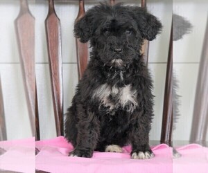 Bernedoodle Puppy for sale in FREDERICKSBG, OH, USA