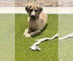 Small #2 Anatolian Shepherd-Black Mouth Cur Mix