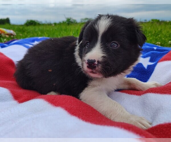 Medium Photo #85 Border Collie Puppy For Sale in NORBORNE, MO, USA