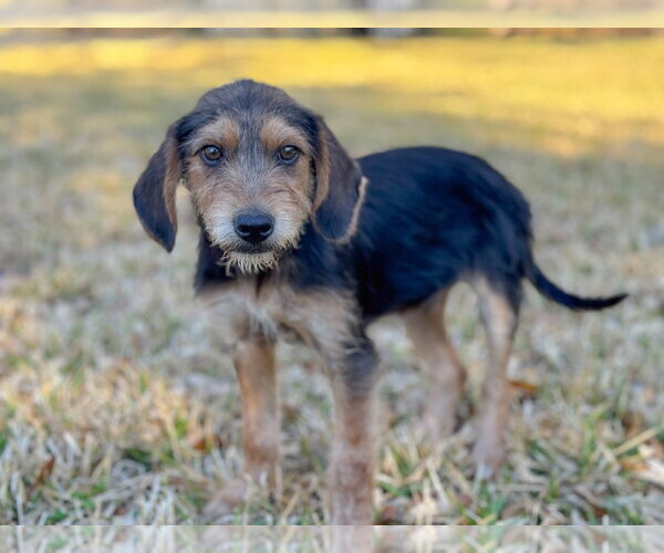 Medium Photo #1 Beagle-Unknown Mix Puppy For Sale in PIPE CREEK, TX, USA
