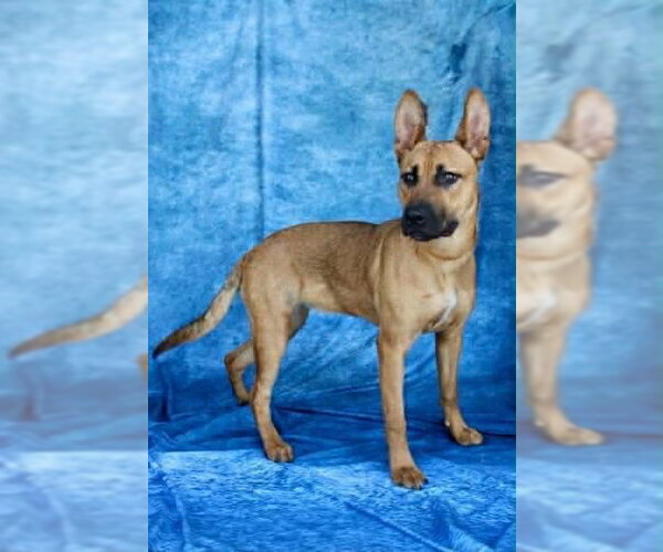 Medium Photo #2 German Shepherd Dog-Unknown Mix Puppy For Sale in Holly Springs, NC, USA