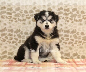 Pomsky Puppy for sale in DENVER, PA, USA