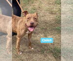 Small #19 American Pit Bull Terrier Mix