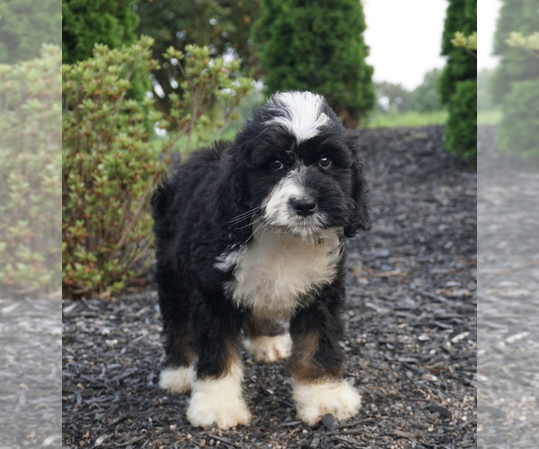 Medium Photo #3 Miniature Bernedoodle Puppy For Sale in WARSAW, IN, USA