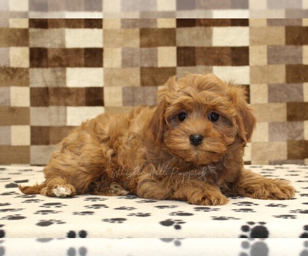 Medium Photo #2 Cavapoo (Miniature) Puppy For Sale in DENVER, PA, USA