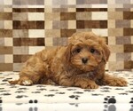 Small #1 Cavapoo (Miniature)