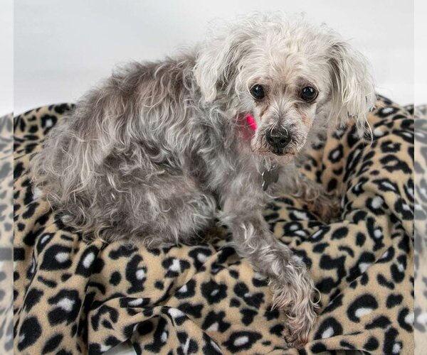 Medium Photo #3 Poodle (Miniature)-Unknown Mix Puppy For Sale in Kennesaw, GA, USA