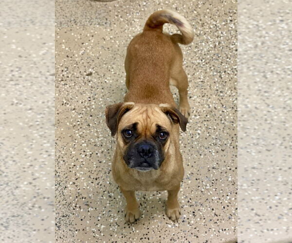 Medium Photo #2 Boxer Puppy For Sale in Austin, TX, USA