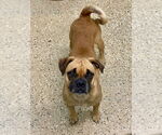Small #1 Boxer