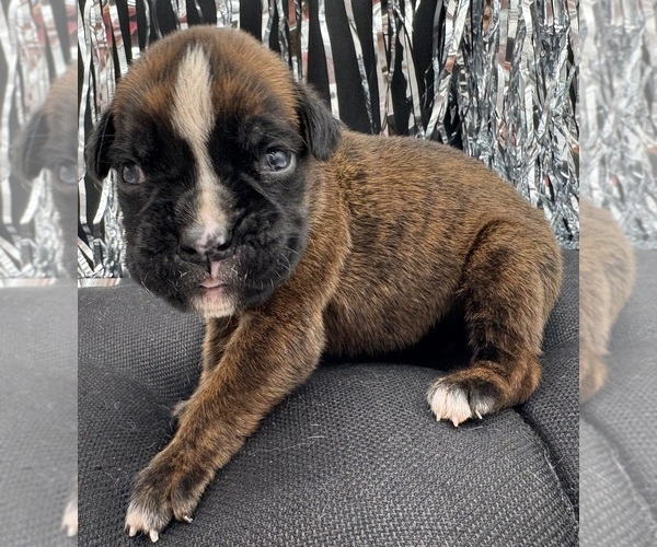 Medium Photo #8 Boxer Puppy For Sale in PAWNEE CITY, NE, USA