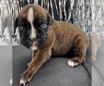 Small #7 Boxer
