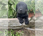 Small Photo #1 Labrador Retriever Puppy For Sale in ATHENS, WI, USA