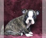 Small #4 Boston Terrier