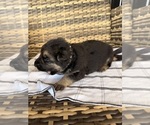 Small #10 German Shepherd Dog