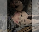 Small Photo #8 French Bulldog Puppy For Sale in CHIEFLAND, FL, USA