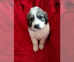 Puppy Felicia Great Pyrenees