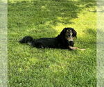 Small #3 Australian Shepherd-Cavalier King Charles Spaniel Mix