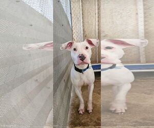 Frosty - Male Mutt Dog for Adoption - Photo #2