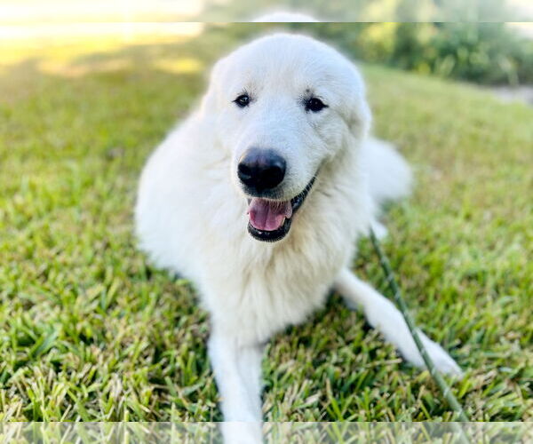 Medium Photo #7 Great Pyrenees Puppy For Sale in Spring, TX, USA