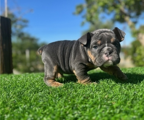 Medium Photo #1 English Bulldog Puppy For Sale in LAS VEGAS, NV, USA