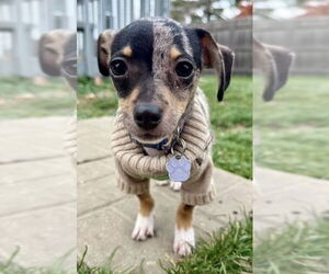 Dachshund-Unknown Mix Dogs for adoption in Mundelein, IL, USA
